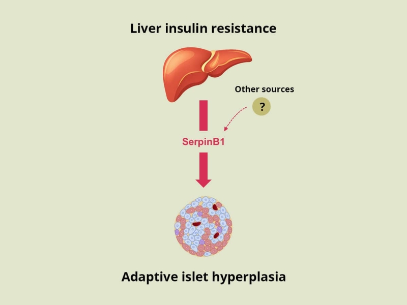 SerpinB1 Promotes Pancreatic β Cell Proliferation – Cell Metabolism – 2016