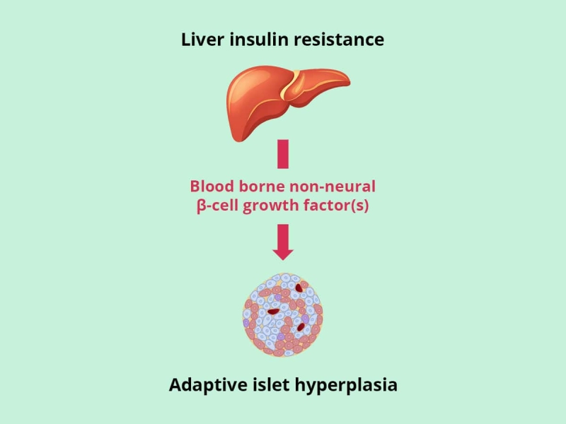 Liver-derived systemic factors drive β cell hyperplasia in insulin-resistant states – Cell Reports – 2013