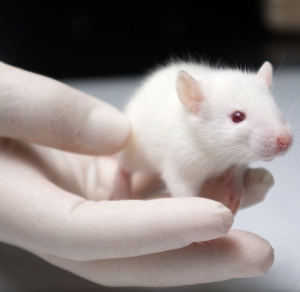 One month of housing and care for mouse models of diabetes
