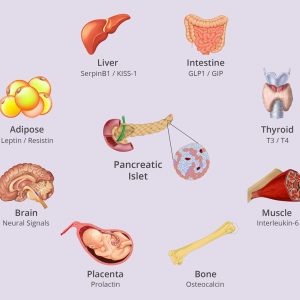 Organs cross-talk illustration