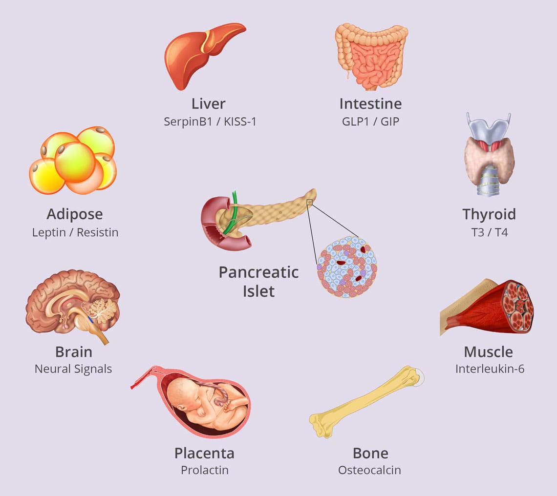 Organs cross-talk illustration